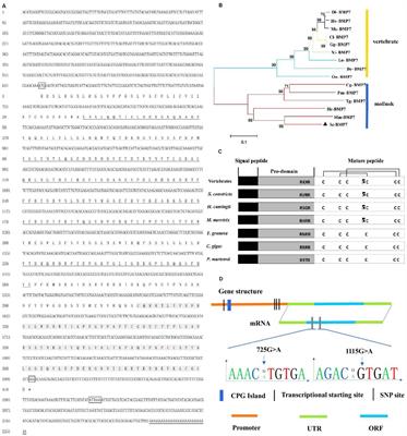 A Potential Role of Bone Morphogenetic Protein 7 in Shell Formation and Growth in the Razor Clam Sinonovacula constricta